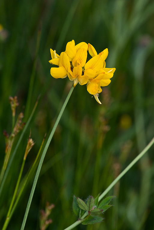 Lotus_pedunculatus_LP0156_29_Andrews_Wood