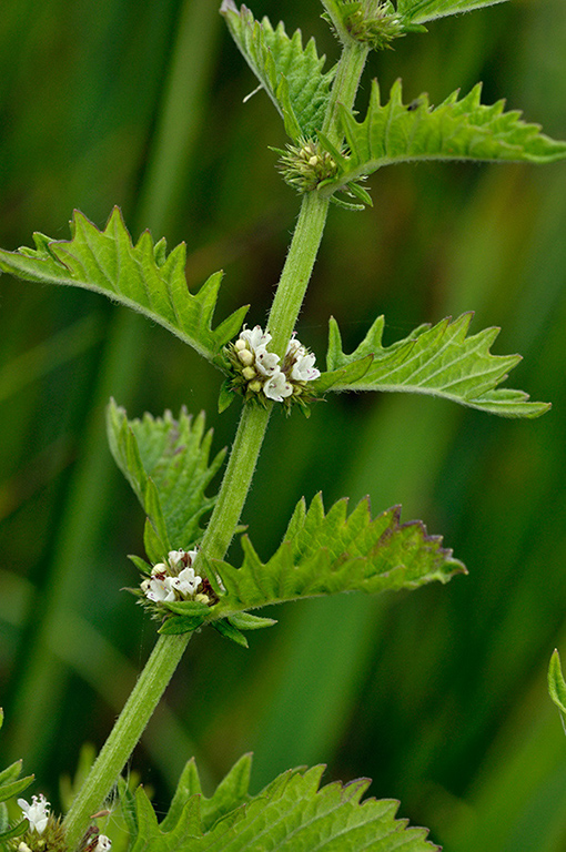 Lycopus_europaeus_LP0236_06_Blindley_Heath