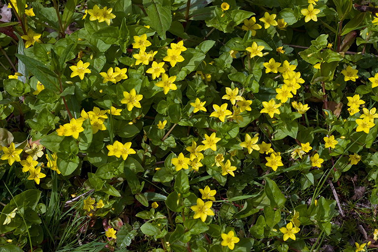 Lysimachia_nemorum_LP0208_09_Titsey_Wood