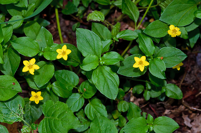 Lysimachia_nemorum_LP0678_34_Dunsfold