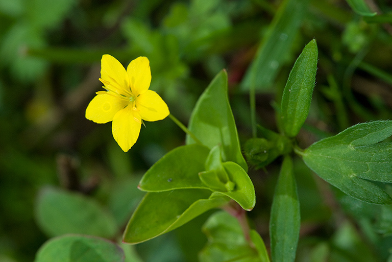 Lysimachia_nemorum_LP0129_12_Frillinghurst