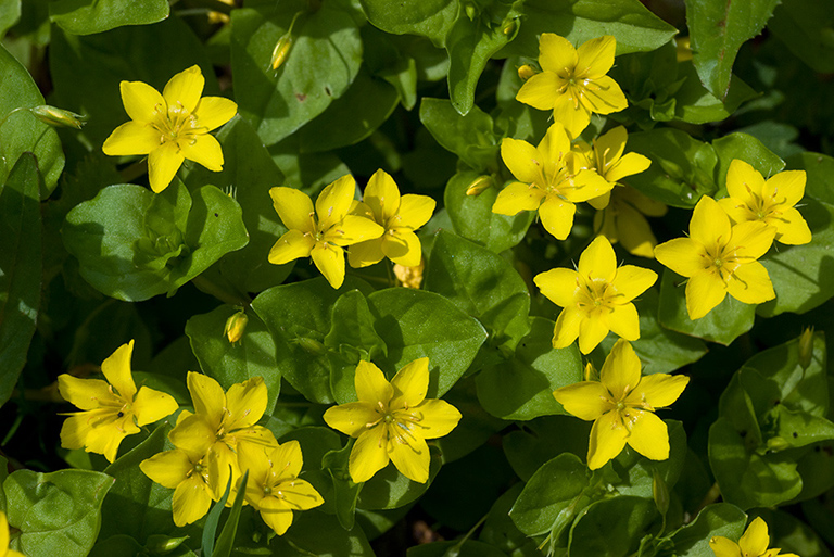 Lysimachia_nemorum_LP0208_13_Titsey_Wood