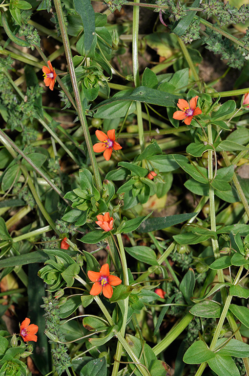 Lysimachia_arvensis_LP0258_24_Frensham