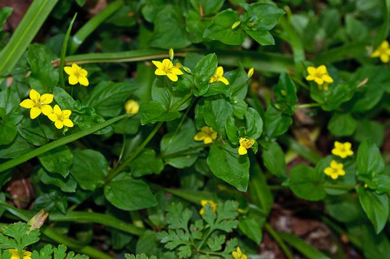 Lysimachia_nemorum_LP0676_07_West_Horsley