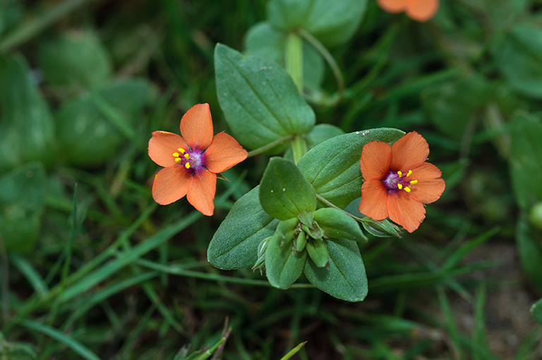 Lysimachia_arvensis_LP0684_04_Buckland