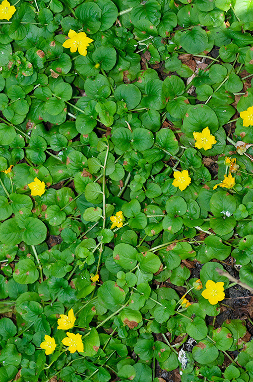 Lysimachia_nemorum_LP0682_20_Nonsuch_Park