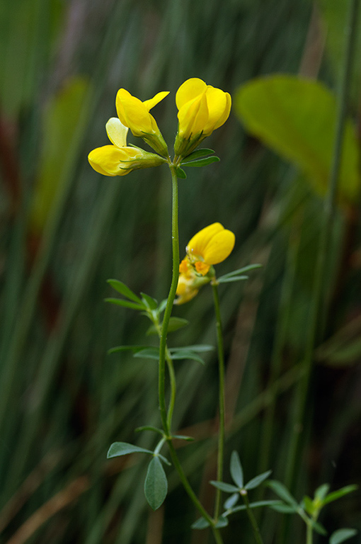 Lotus_pedunculatus_LP0684_12_Buckland