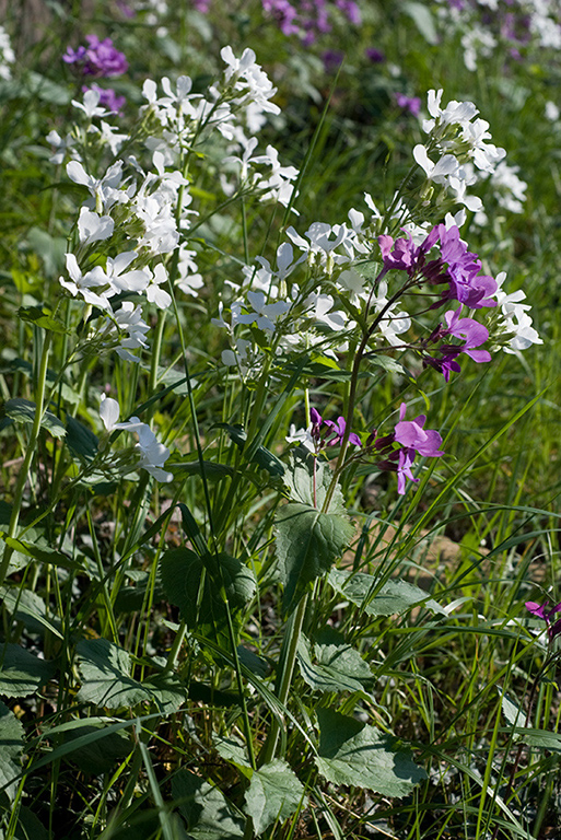 Lunaria_annua_LP0112_47_Burgh_Heath