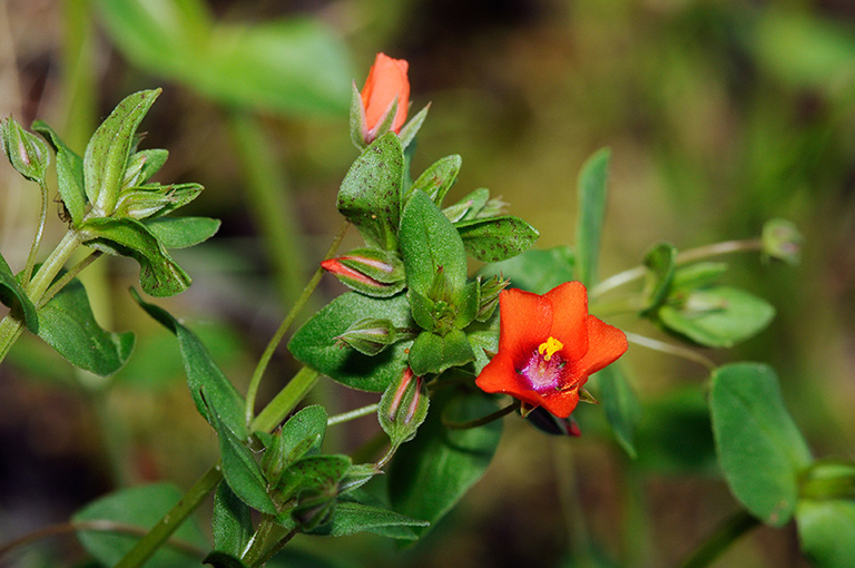 Lysimachia_arvensis_LP0313_198_Papercourt_Marshes