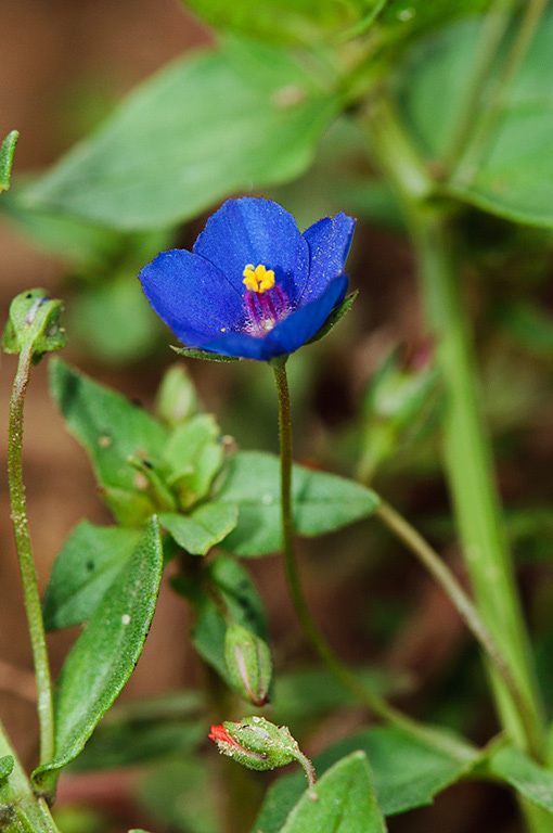 Lysimachia_arvensis_blue_LP0476_18_Langley_Vale