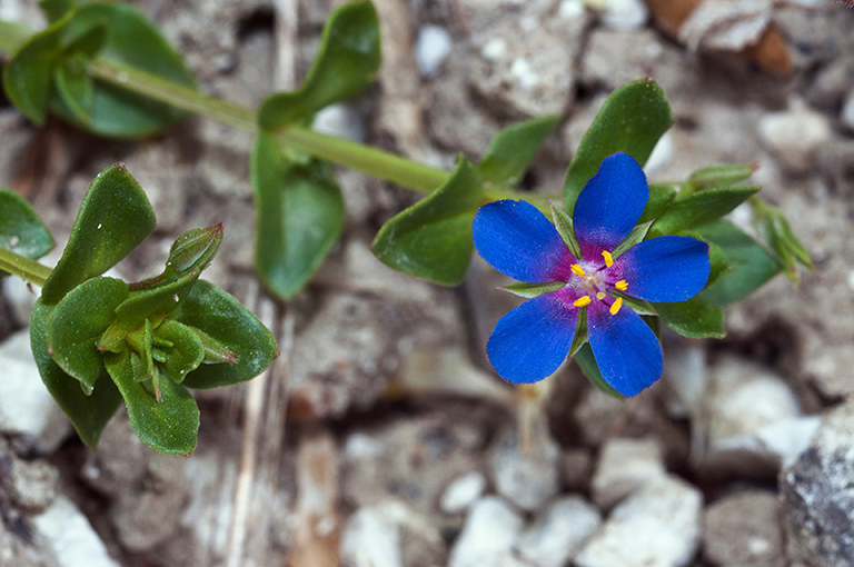 Lysimachia_arvensis_azurea_LP0572_21_Priest_Hill