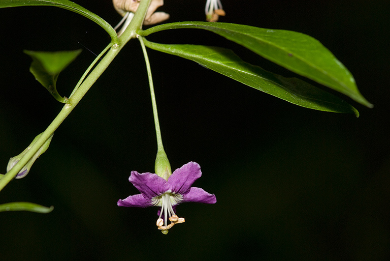 Lycium_barbarum_LP0220_03_Brockham