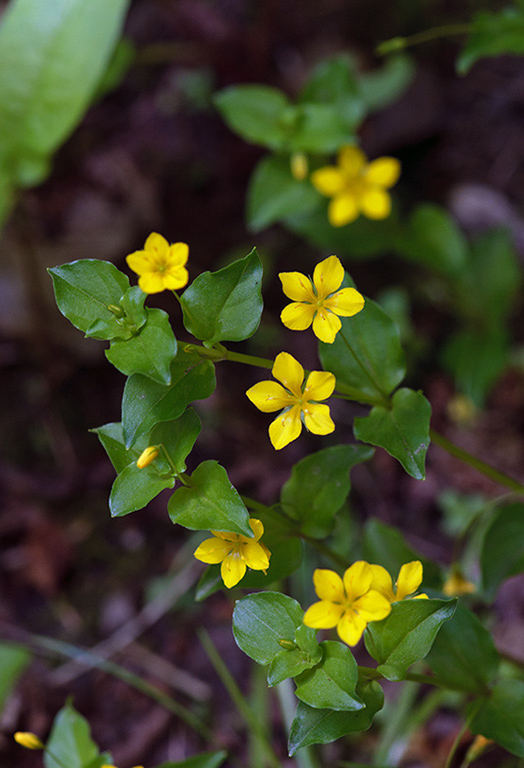 Lysimachia_nemorum_LP0452_23_Marsh_Green