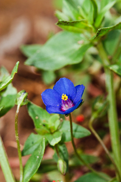 Lysimachia_arvensis_blue_LP0476_16_Langley_Vale