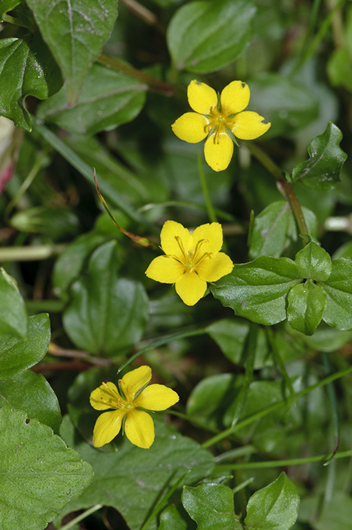 Lysimachia_nemorum_LP0587_07_Titsey