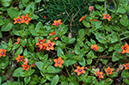 Lysimachia_arvensis_LP0684_05_Buckland