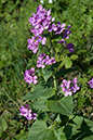 Lunaria_annua_LP0112_44_Burgh_Heath