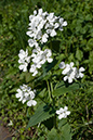 Lunaria_annua_LP0112_45_Burgh_Heath