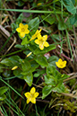 Lysimachia_nemorum_LP0129_23_Frillinghurst