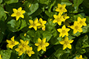 Lysimachia_nemorum_LP0208_13_Titsey_Wood