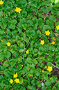 Lysimachia_nemorum_LP0682_20_Nonsuch_Park