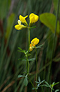 Lotus_pedunculatus_LP0684_12_Buckland