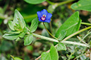 Lysimachia_arvensis_blue_LP0476_29_Langley_Vale