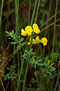 Lotus_pedunculatus_LP0684_07_Buckland