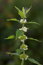 Lycopus_europaeus_LP0184_76_Shalford