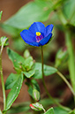 Lysimachia_arvensis_blue_LP0476_20_Langley_Vale