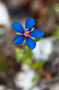 Lysimachia_arvensis_azurea_LP0582_08_Priest_Hill