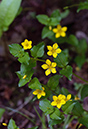 Lysimachia_nemorum_LP0452_23_Marsh_Green