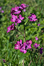 Lunaria_annua_LP0112_63_Burgh_Heath