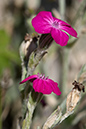 Lychnis_coronaria_LP0155_22_Dawlish_Warren