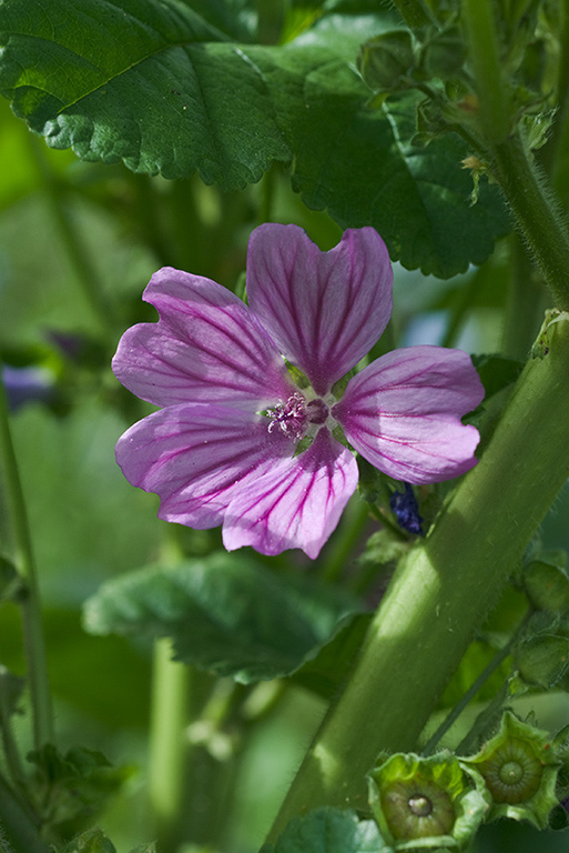 Malva_sylvestris_LP0023_05_Coulsdon