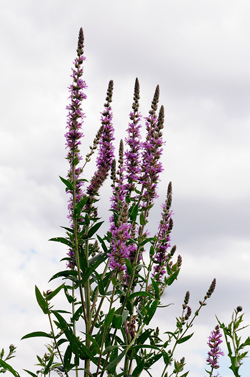 Lythrum_salicaria_LP0322_08_Hampton_Court