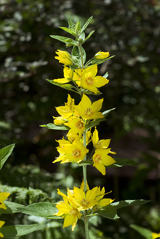 Lysimachia_punctata_LP0056_11_Hedgecourt