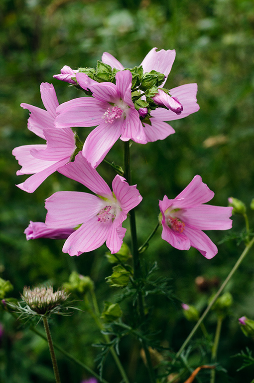 Malva_moschata_LP0628_63_Nutfield_Marsh