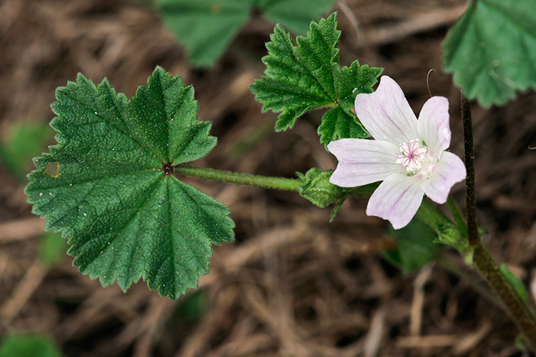 Malva_neglecta_LP0476_44_Langley_Vale copy