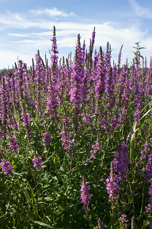 Lythrum_salicaria_LP0016_05_Shalford