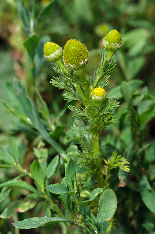 Matricaria_discoidea_LP0682_21_Nonsuch_Park