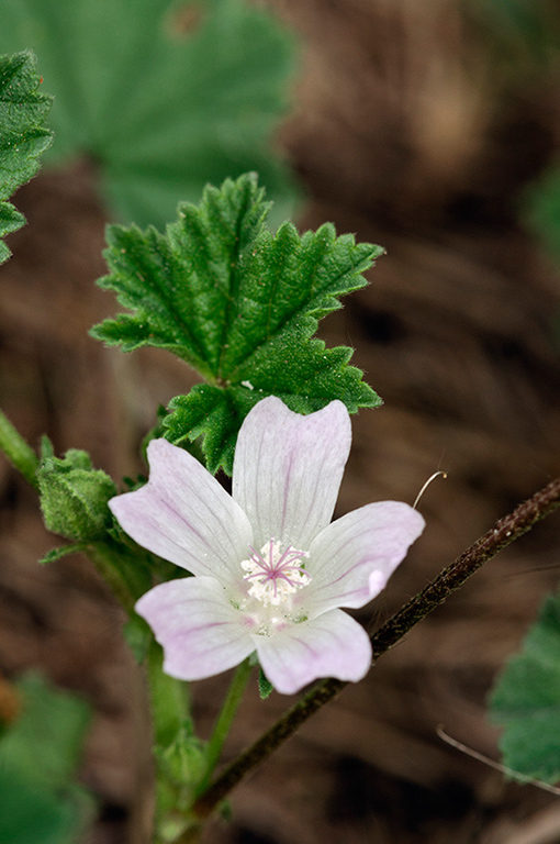 Malva_neglecta_LP0476_45_Langley_Vale