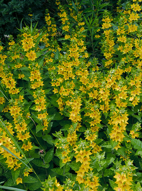 Lysimachia_punctata_LP0460_28_Ash_Vale