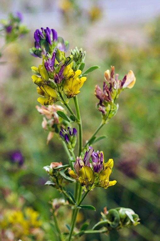 Medicago_s_varia_LP0477_07_Epsom_Downs