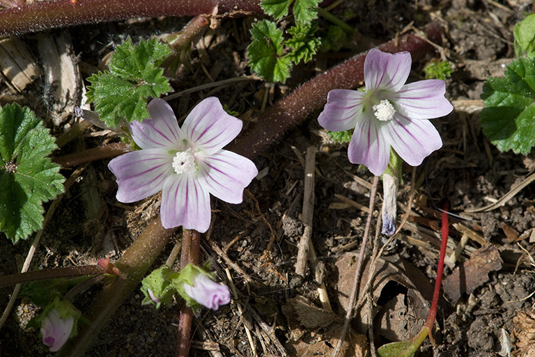 Malva_neglecta_LP0123_48_St_Martha