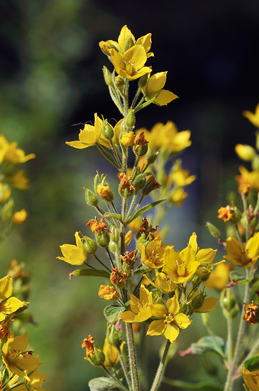 Lysimachia_vulgaris_LP0414_45_Crystal_Palace