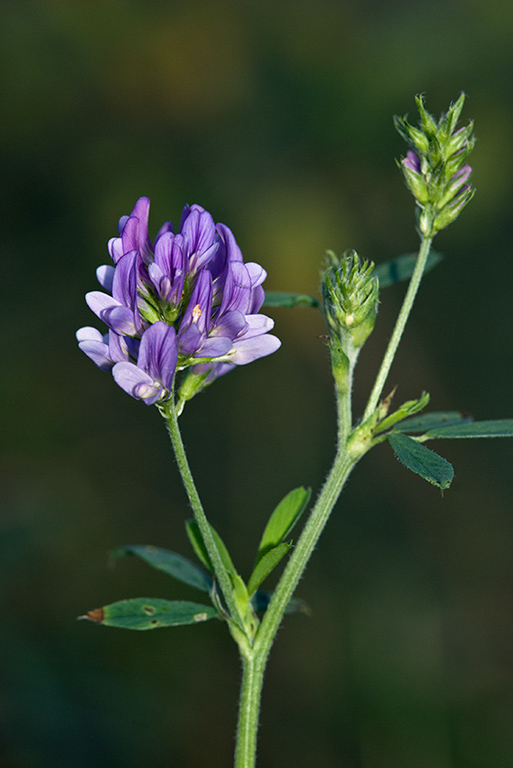 Medicago_s_sativa_LP0165_38_Riddlesdown