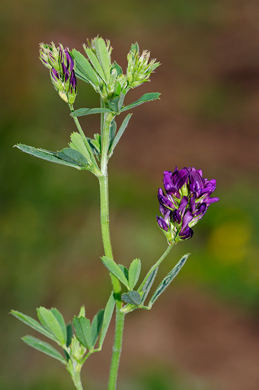 Medicago_s_sativa_LP0378_03_Dorking