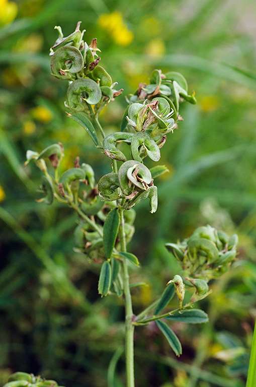 Medicago_s_varia_LP0477_47_Epsom_Downs