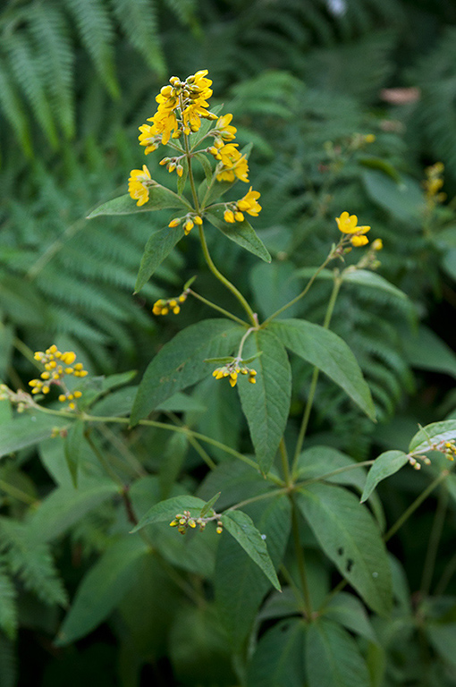 Lysimachia_vulgaris_LP0469_08_Ash_Ranges